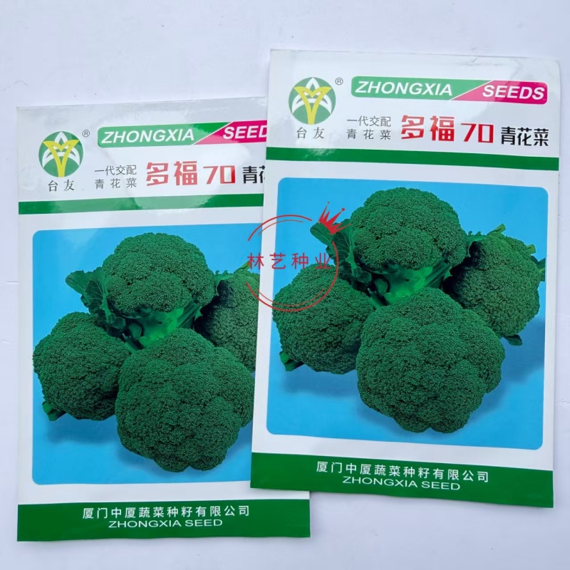多福70青花菜种子一代交配高产青梗西蓝色的花菜春秋播优质