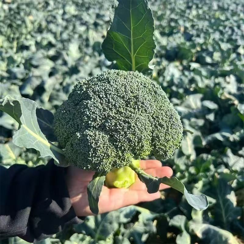 多福70青花菜种子一代交配高产青梗西蓝色的花菜春秋播优质