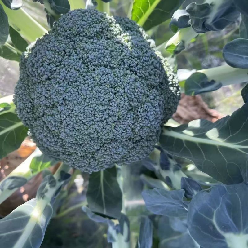多福70青花菜种子一代交配高产青梗西蓝色的花菜春秋播优质
