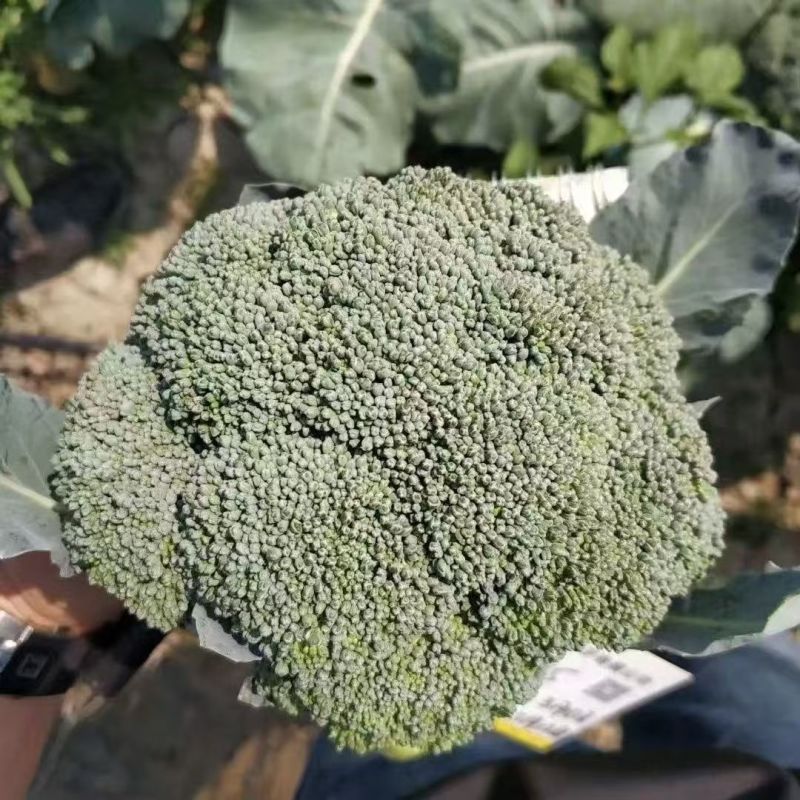 绿丽80天青花菜西兰花种子高产耐寒抗逆商品性佳农家秋季