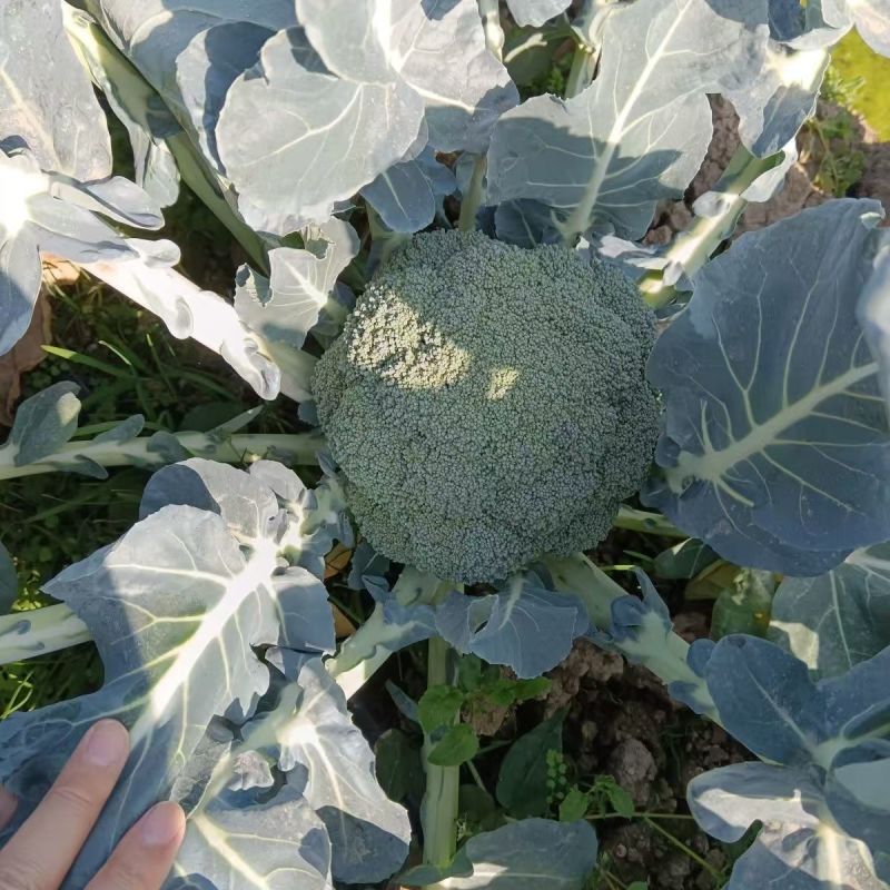 绿丽80天青花菜西兰花种子高产耐寒抗逆商品性佳农家秋季