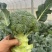 绿丽80天青花菜西兰花种子高产耐寒抗逆商品性佳农家秋季