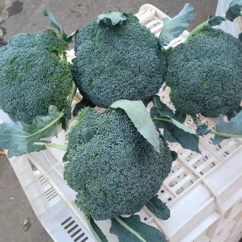 绿丽80天青花菜西兰花种子高产耐寒抗逆商品性佳农家秋季