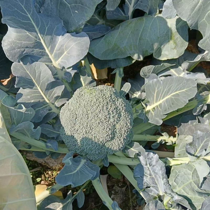 绿丽80天青花菜西兰花种子高产耐寒抗逆商品性佳农家秋季