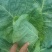 甘蓝菜牛心菜有机花菜和西兰花