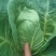 甘蓝菜牛心菜有机花菜和西兰花