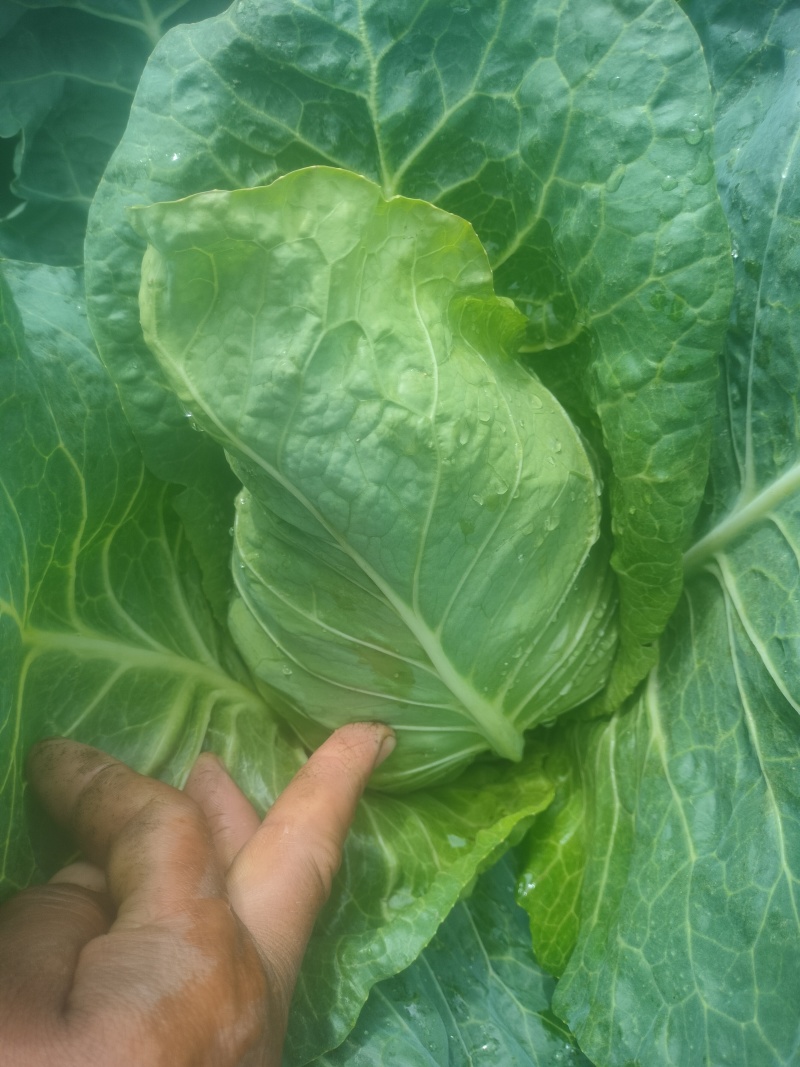 甘蓝菜牛心菜有机花菜和西兰花