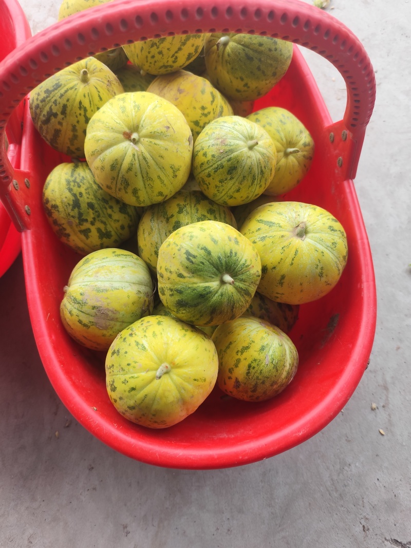 花蜜甜瓜，八里香甜瓜，鲜摘鲜发，电商，市场全国发货