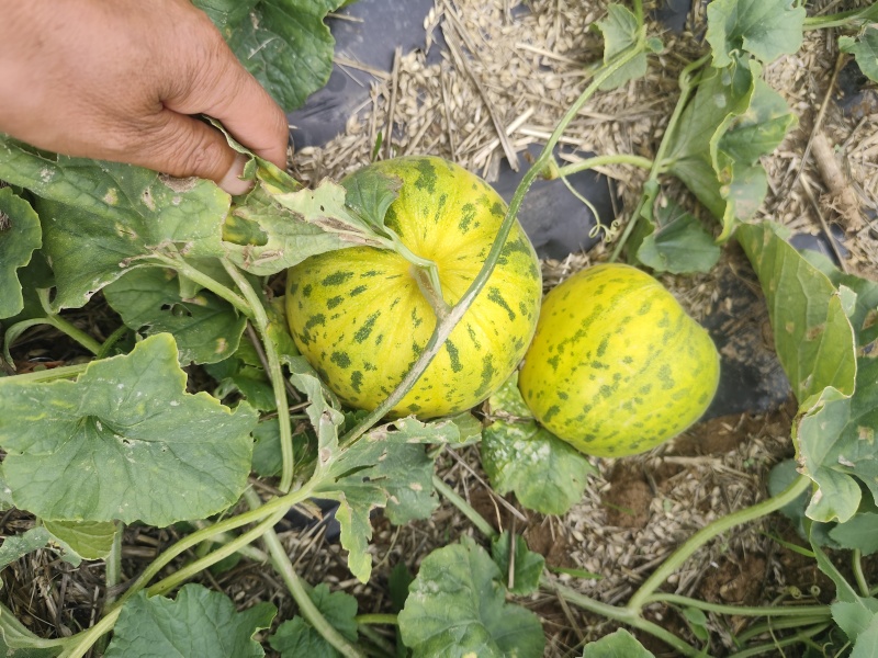花蜜甜瓜，八里香甜瓜，鲜摘鲜发，电商，市场全国发货