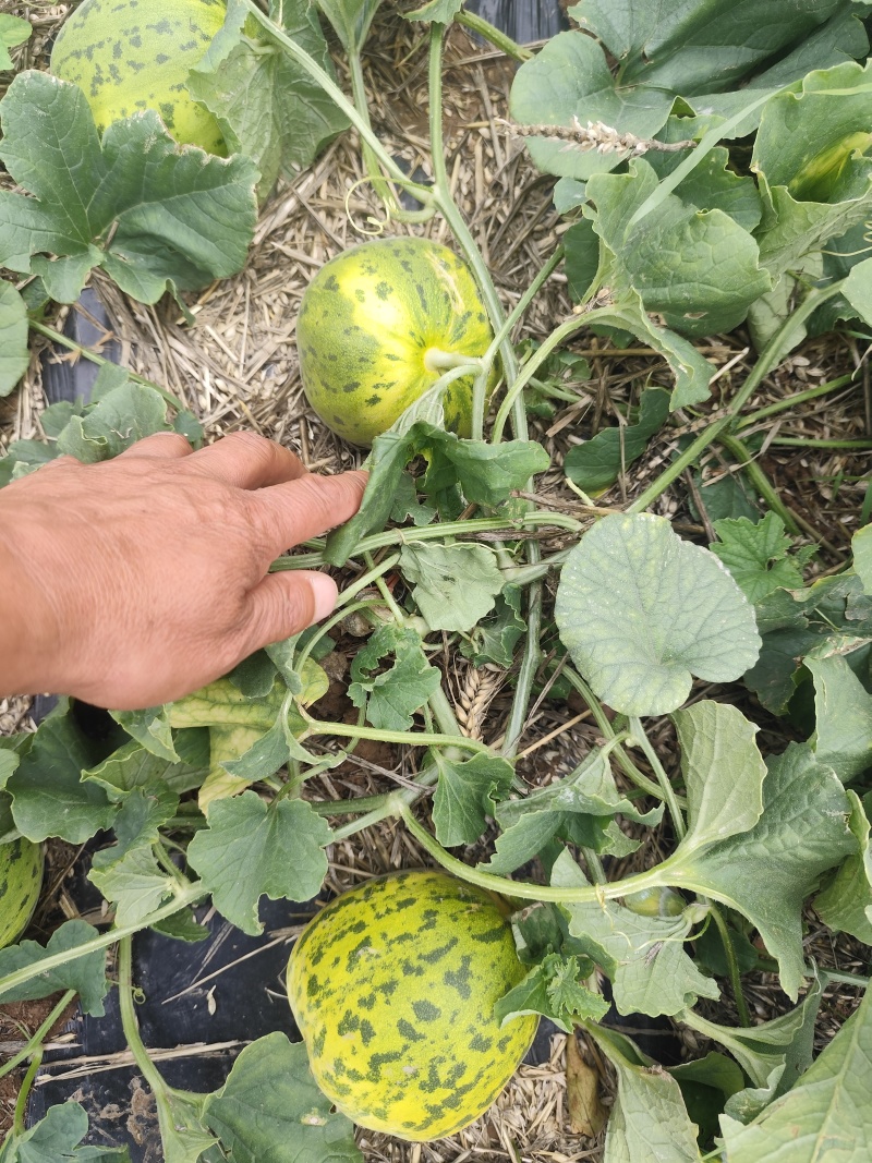 花蜜甜瓜，八里香甜瓜，鲜摘鲜发，电商，市场全国发货