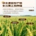 【饭小呱】东北大米10斤圆粒珍珠米新米黑土地米生态优质软