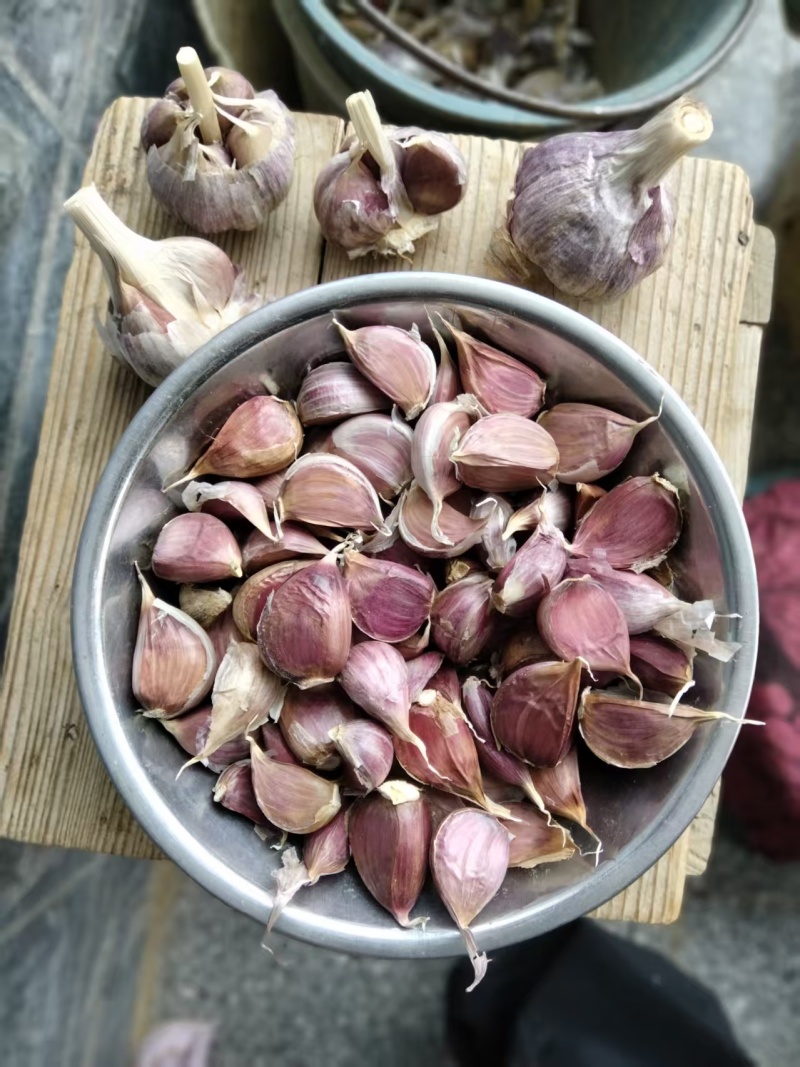 云南弥渡红蒜种的蒜可种可吃红香蒜出蒜苔可一件代发产地直发