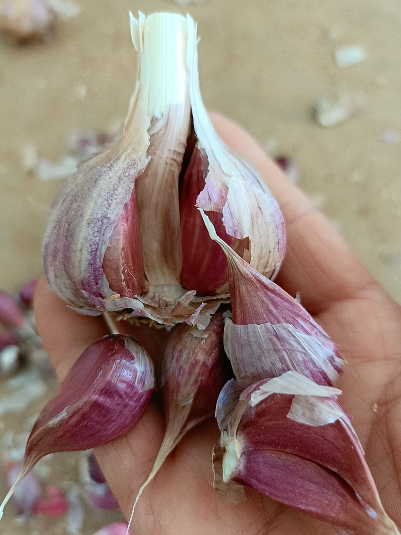 云南弥渡红蒜种的蒜可种可吃红香蒜出蒜苔可一件代发产地直发