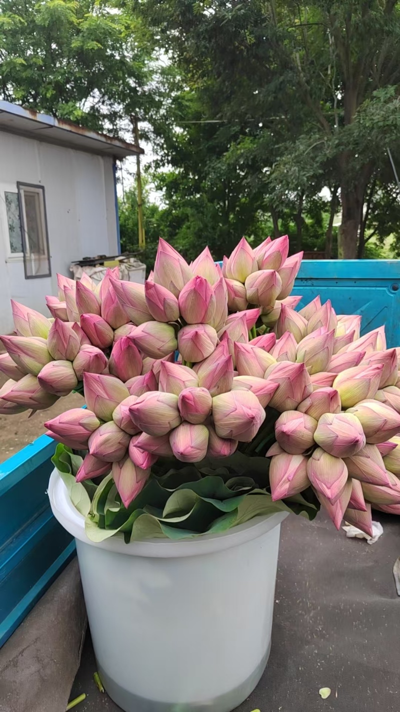 荷花上市热卖中，需要的老板联系我。