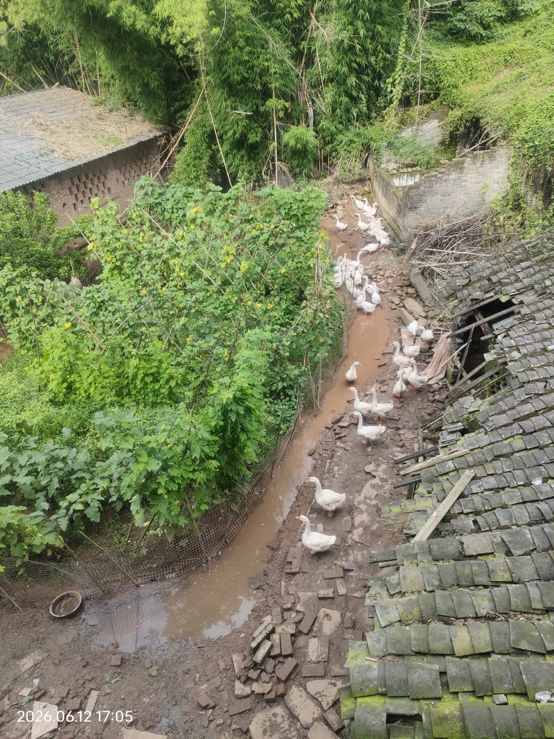 土鹅