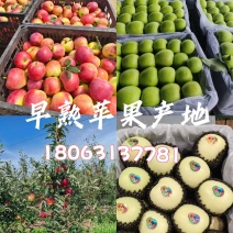 现摘新鲜鲁丽、华硕苹果产地直采，**商超、电商、市场采购