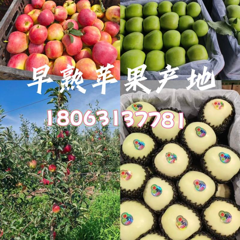新鲜鲁丽、华硕苹果产地直采，**商超、电商、市场采购