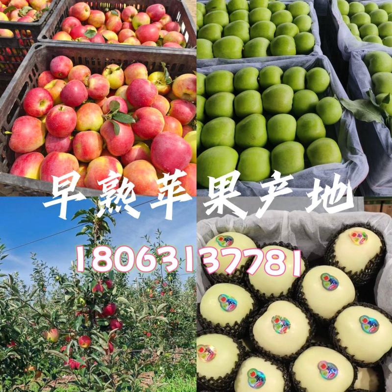 推荐华硕、鲁丽苹果产地直采，欢迎全国朋友前来采购