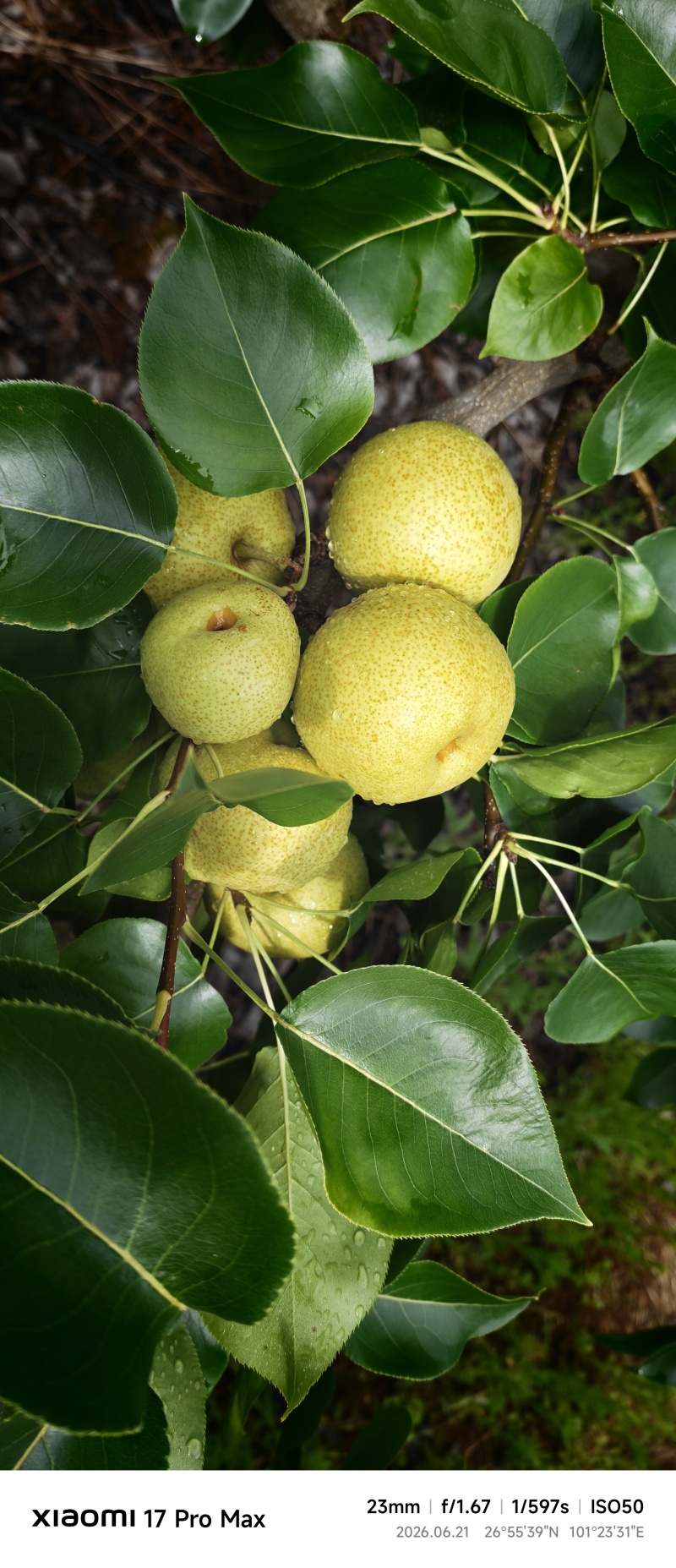 高山台湾青花梨