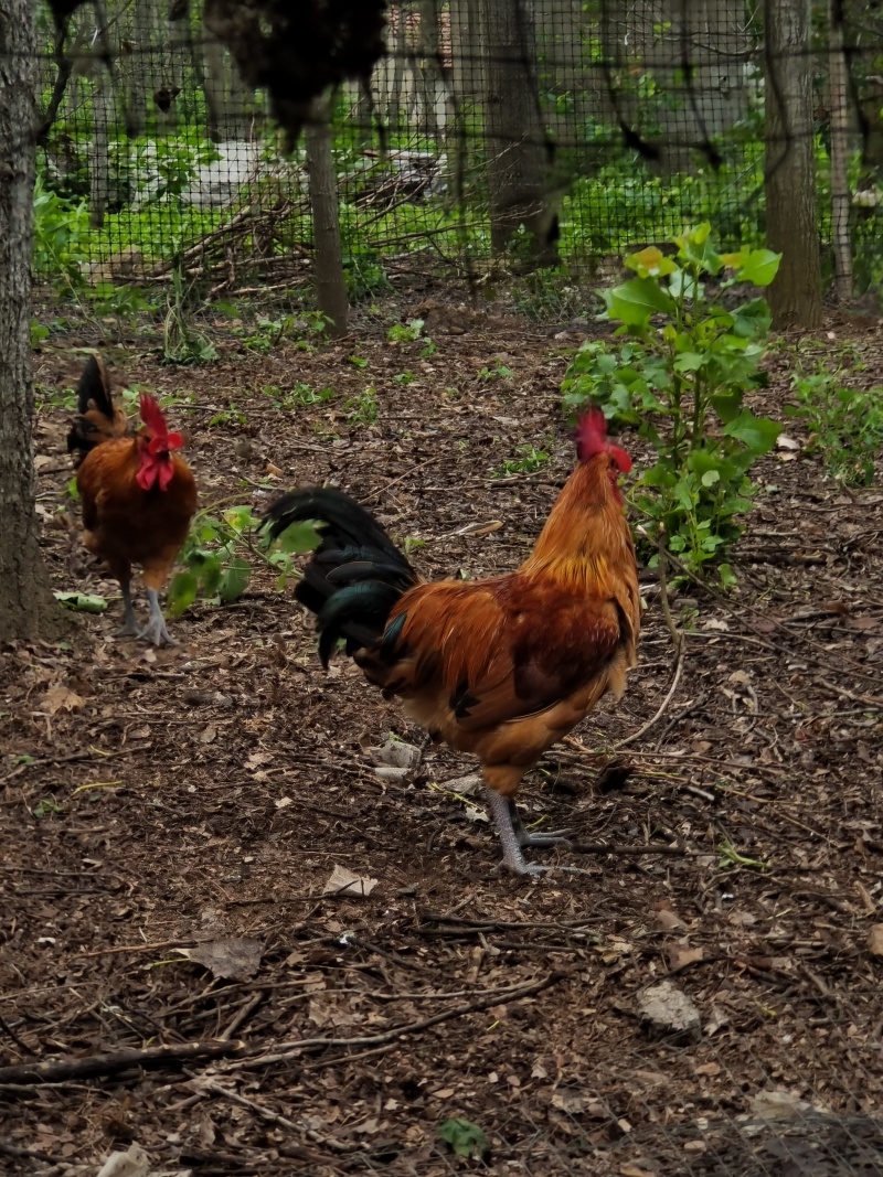 冠红毛亮，肉质紧实