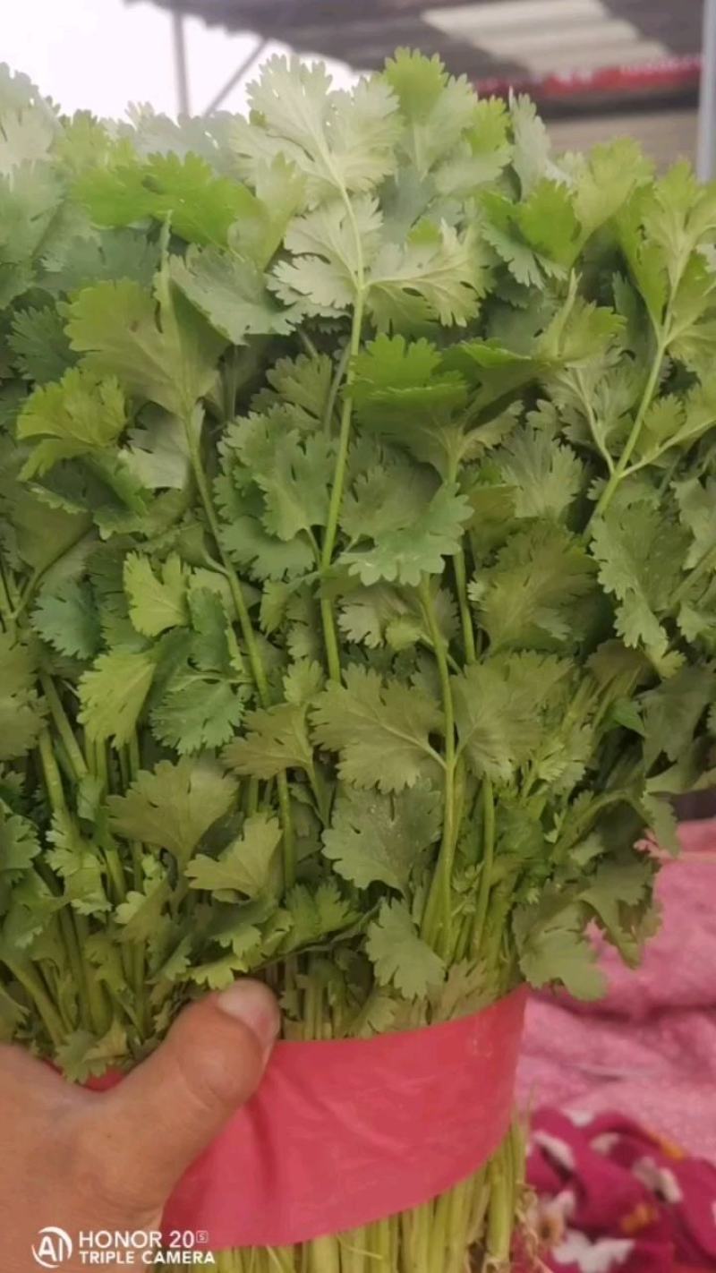 大叶香菜