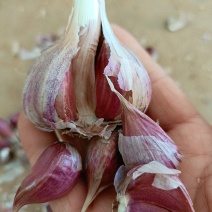 云南弥渡红蒜种的蒜可种可吃红香蒜出蒜苔可一件代发产地直发