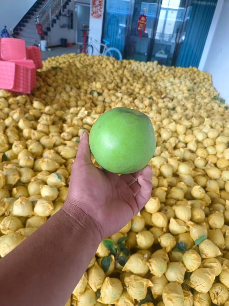 【精选】酥脆一号梨大量上市口感好。含糖量高。可代发全国。