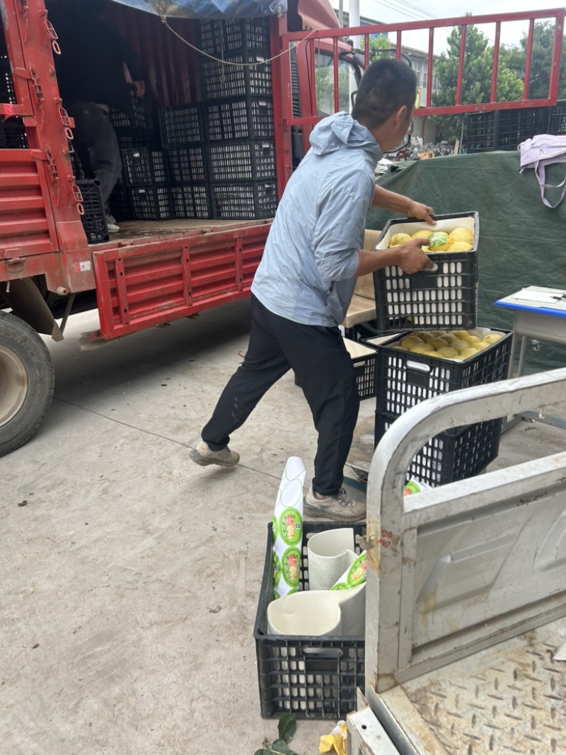 【精选】酥脆一号梨大量上市口感好。含糖量高。可代发全国。