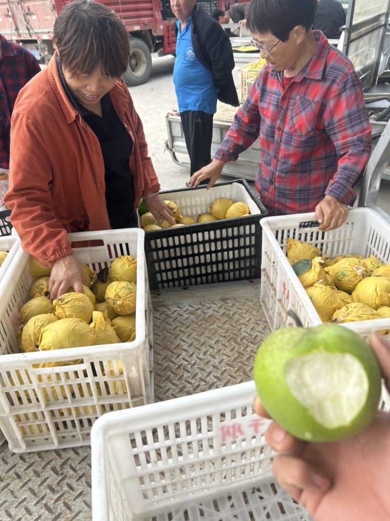 【精选】酥脆一号梨大量上市口感好。含糖量高。可代发全国。