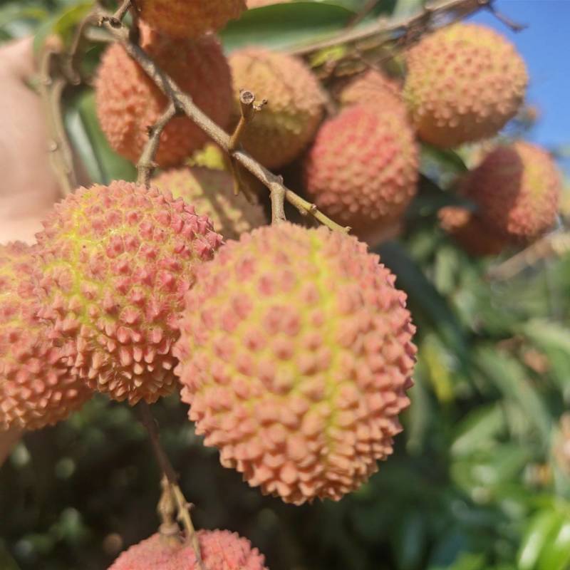 桂味桂红大量上市