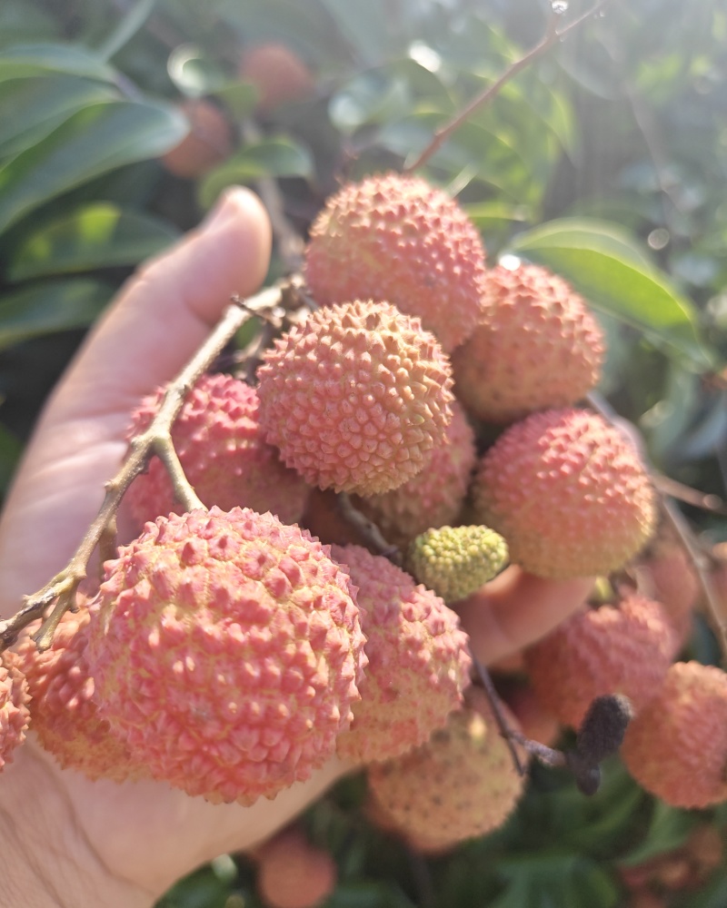 桂味桂红大量上市