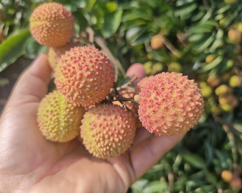 桂味桂红大量上市
