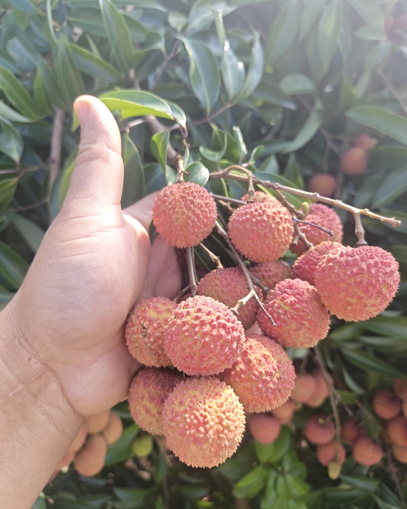 桂味桂红大量上市