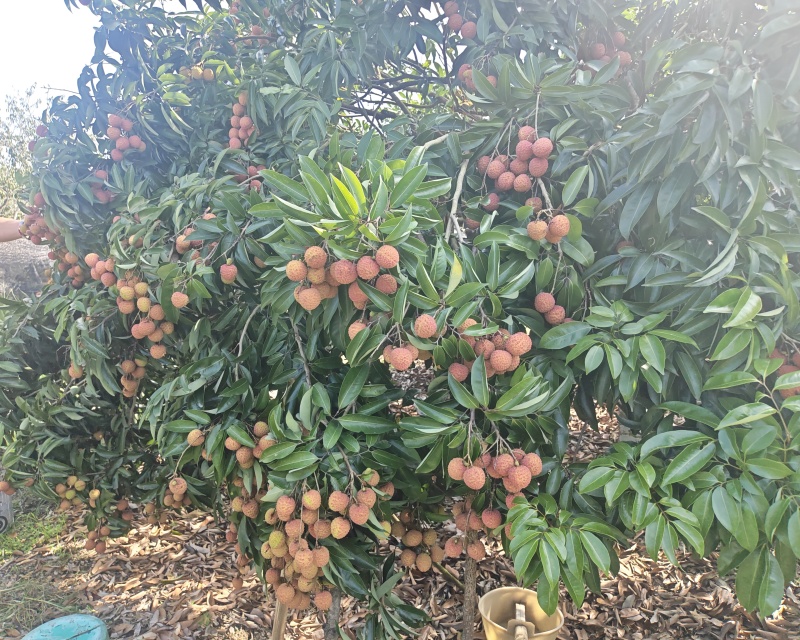 桂味桂红大量上市