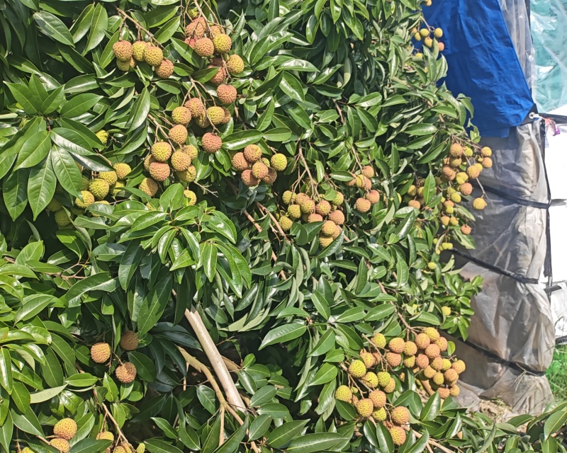 桂味桂红大量上市