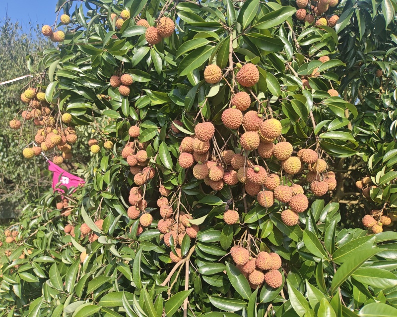 桂味桂红大量上市