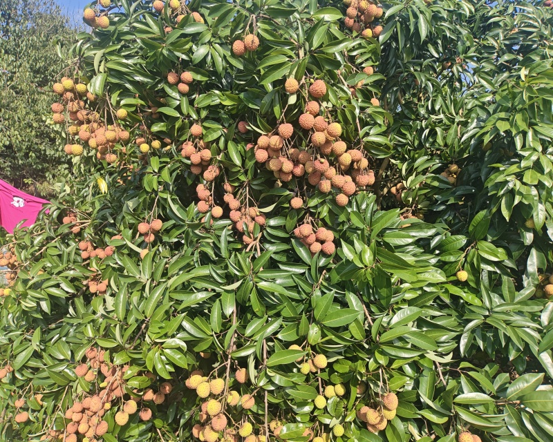 桂味桂红大量上市