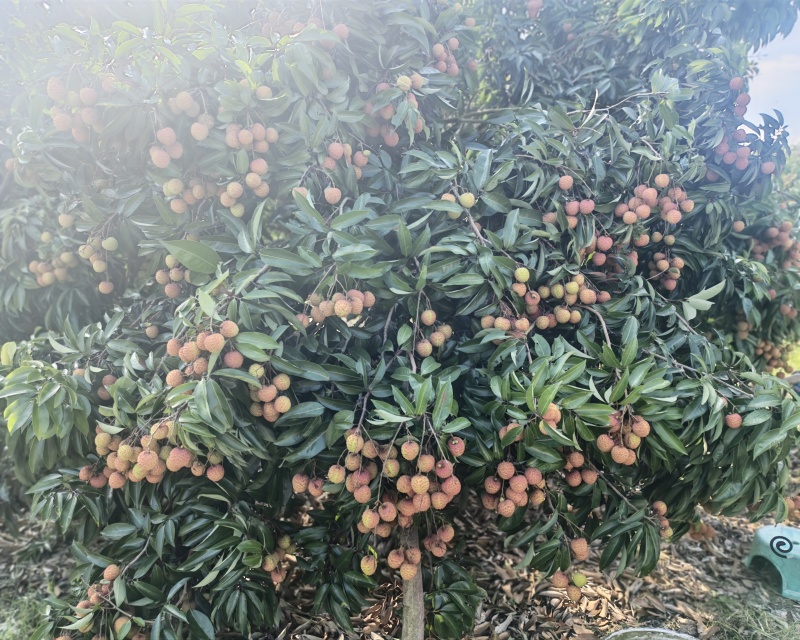 桂味桂红大量上市