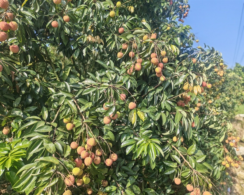 桂味桂红大量上市