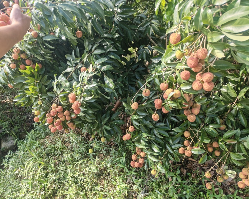 桂味桂红大量上市