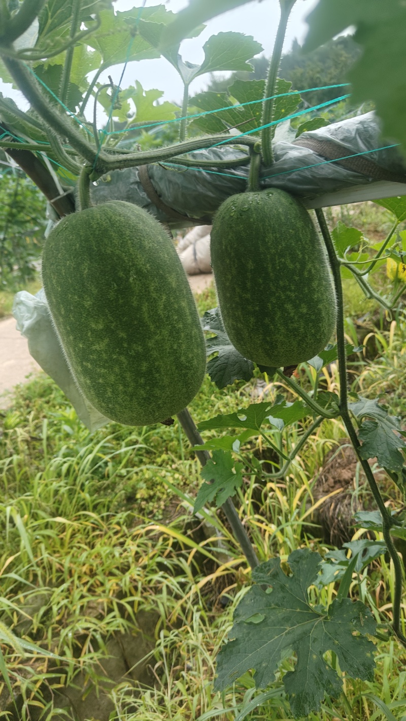 不上灰的小米冬瓜，口感绵糯，瓜香浓郁