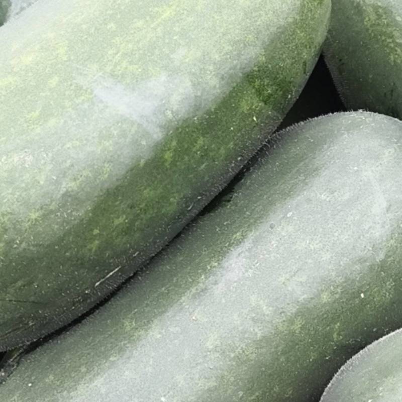 我们经营黑皮冬瓜大量上市需要老板联系大量有货