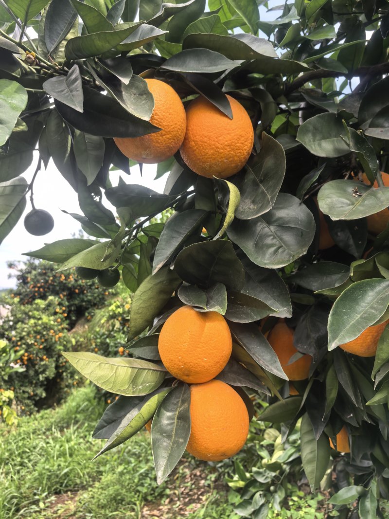 当季夏橙皮薄多汁果园现采一件代发支持大小果分级供货