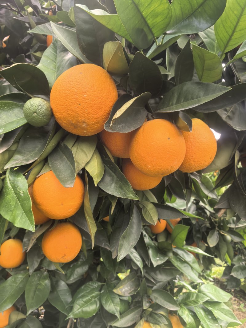 当季夏橙皮薄多汁果园现采一件代发支持大小果分级供货