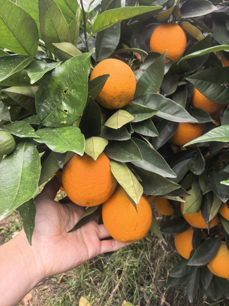 当季夏橙皮薄多汁果园现采一件代发支持大小果分级供货
