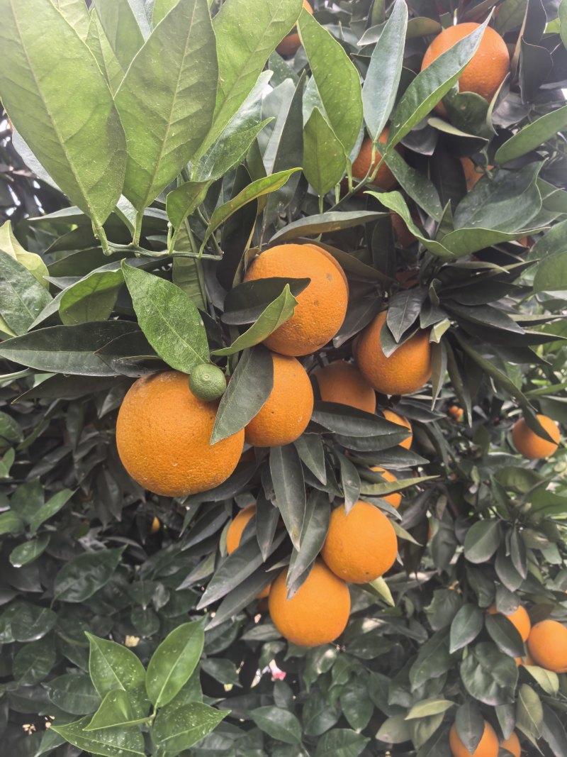 当季夏橙皮薄多汁果园现采一件代发支持大小果分级供货