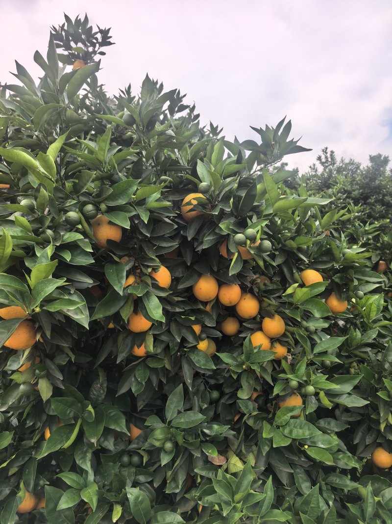 当季夏橙皮薄多汁果园现采一件代发支持大小果分级供货