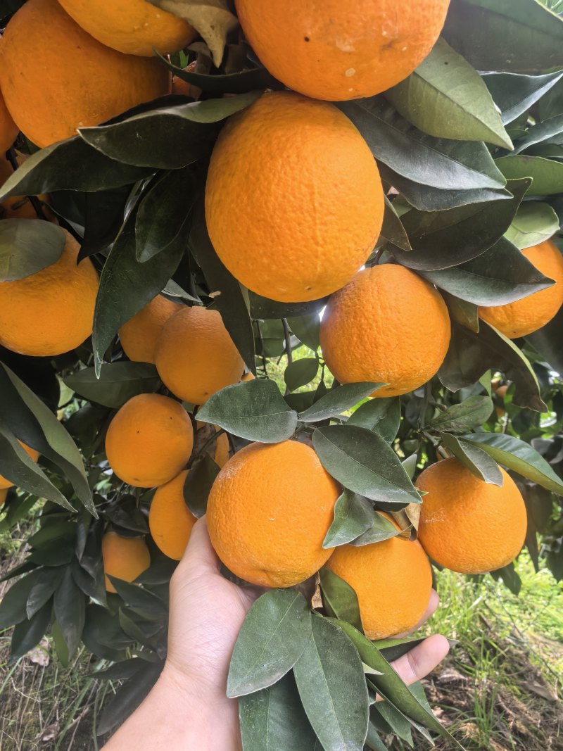 当季夏橙皮薄多汁果园现采一件代发支持大小果分级供货