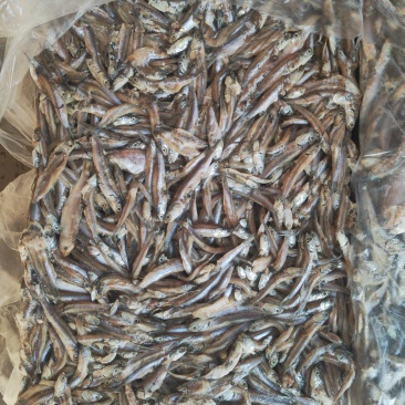 饲料鳀鱼，杂鱼，面条