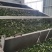 2026新季青花椒·干花椒开售